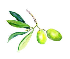 Olive branch - green olives vegetables and leaves. Watercolor