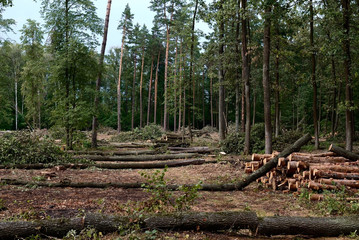 Pine and oak logs, industrial tree felling