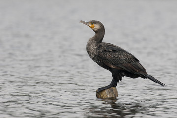 Great cormorant, Phalacrocorax carbo