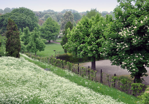 Spring park with blooming chestnut trees and flowers goutweed in the foreground.