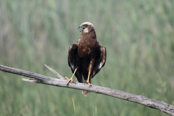 Marsh harrier, Circus aeruginosus