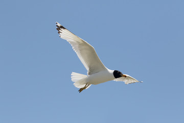 Pallas's gull, Larus ichthyaetus
