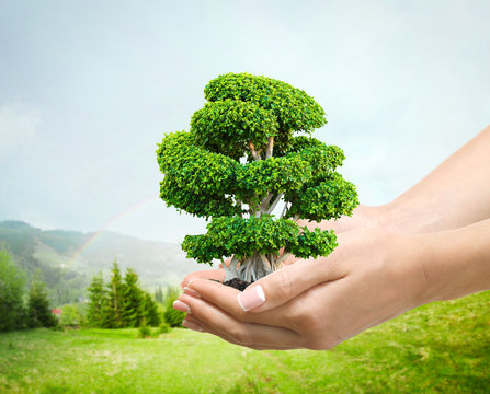 Female hands holding green tree on spring forest background