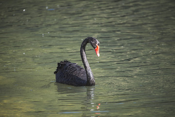 Bird, single black Swan