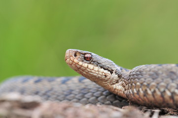Kreuzotter Vipera berus Schlange