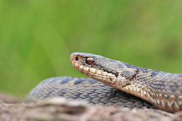 Kreuzotter Vipera berus Schlange