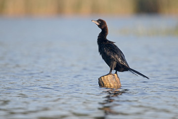 Pygmy cormorant, Phalacrocorax pygmeus