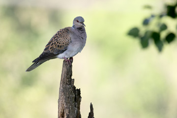 Turtle dove, Streptopelia turtur