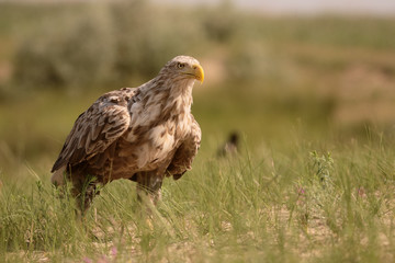 White-tailed sea-eagle, Haliaeetus albicilla