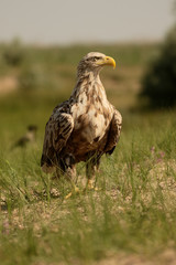 White-tailed sea-eagle, Haliaeetus albicilla