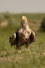 White-tailed sea-eagle, Haliaeetus albicilla