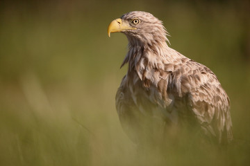White-tailed sea-eagle, Haliaeetus albicilla