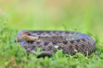 Kreuzotter Vipera berus Schlange
