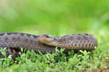 Kreuzotter Vipera berus Schlange