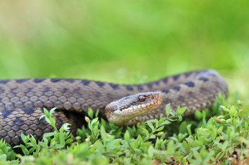 Kreuzotter Vipera berus Schlange