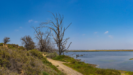 Fototapeta na wymiar Dirt path leads beside swampy California wetlands to Pacific Ocean tidal pools.