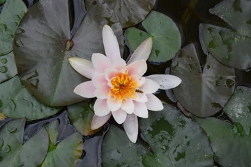 Tissu par mètre Nénuphars kwiaty wodne lilia