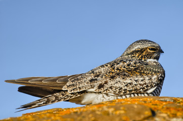 Nightjar