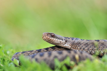 Kreuzotter Vipera berus Schlange
