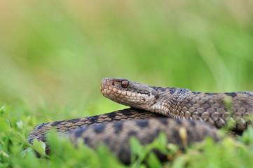 Kreuzotter Vipera berus Schlange