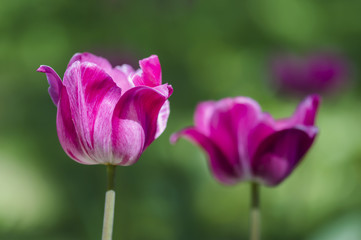 Pink tulips on the green background in sunny spring day