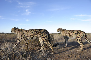 In Namiba leben noch rund 300 Leoparden. Zwei davon sehen wir hier