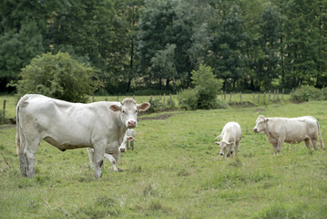 Fototapeta na wymiar vaches Charolais sur pâturage