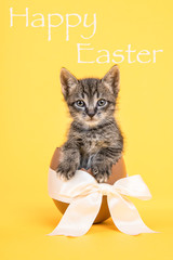 Easter egg kitten yellow