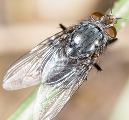 fly in nature. super macro