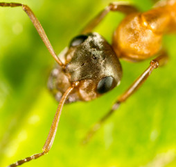 ant on a green leaf. macro