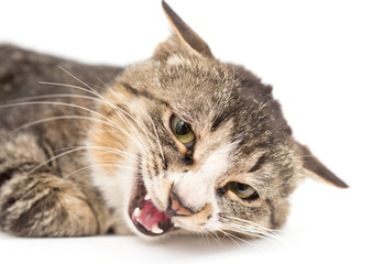 Cat portrait on a white background