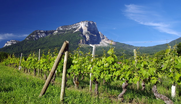 vignobles savoyard 