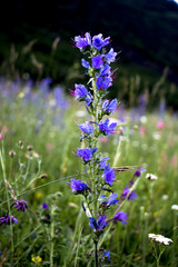 Obraz premium синий цветок