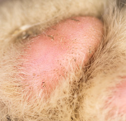 Fototapeta premium cat's paw as a background. macro
