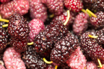 berry mulberry trees as a backdrop. macro