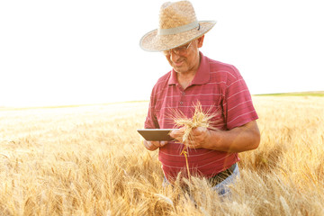 Farmer standing in a wheat field and looking at tablet.