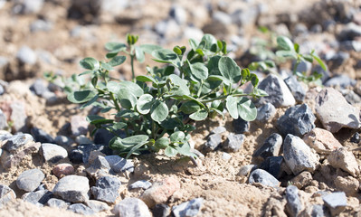 green plant in the rocks