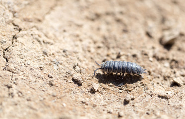 wood louse on dry ground. macro