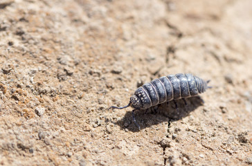 wood louse on dry ground. macro