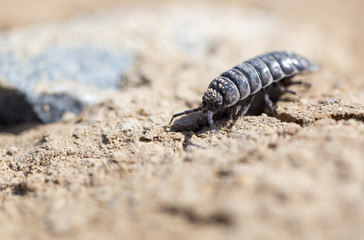 wood louse on dry ground. macro