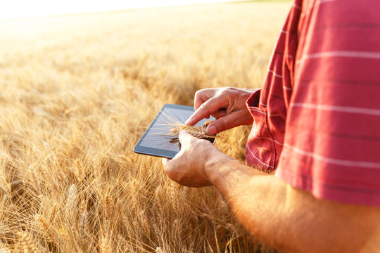 Close up farmers hands with tablet in a wheat field.