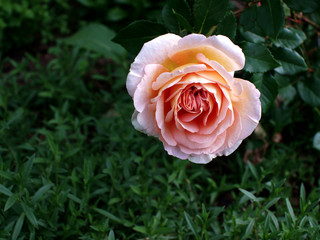 Pink rose flower on a green background