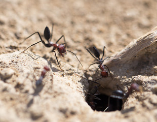 Ant on dry ground. macro