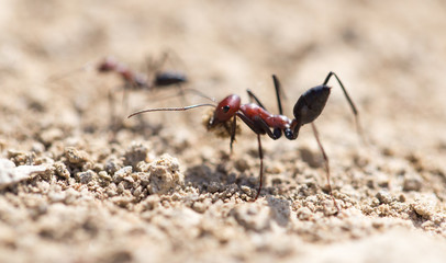 Ant on dry ground. macro