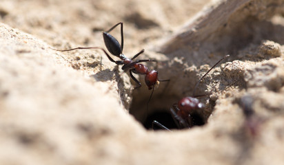 Ant on dry ground. macro