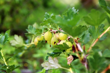 Gooseberries on a branch