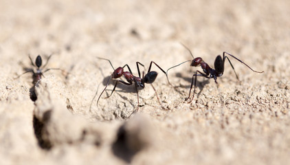 Ant on dry ground. macro