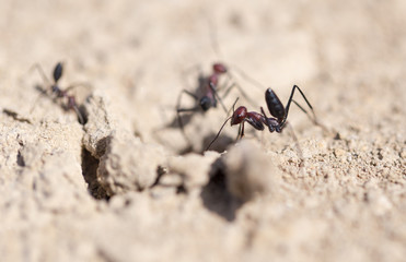 Ant on dry ground. macro