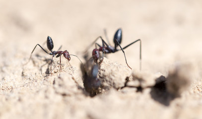 Ant on dry ground. macro