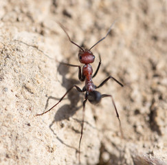Ant on dry ground. macro